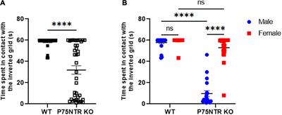 Sexual Dimorphism in Balance and Coordination in p75NTRexonIII Knock-Out Mice